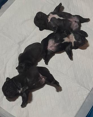 Bulldog francesi
