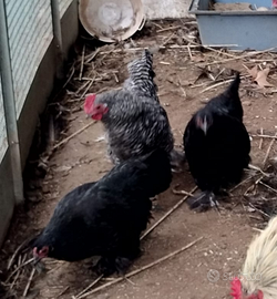 3 femmine e 2 galletti