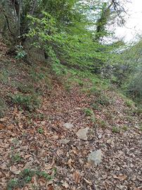 Terreno agricolo di 4.300 m² a 10 minuti dal mare