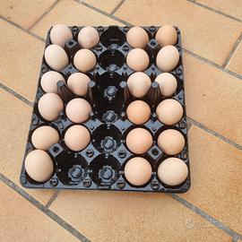 Australorp