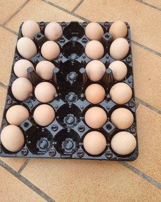 Australorp
