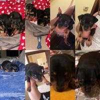 Pinscher,