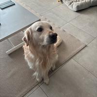 Cane Golden retriver da monta