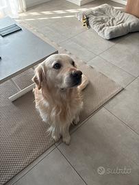 Cane Golden retriver da monta