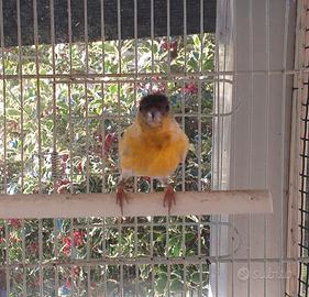 F1 cardinalino per f lucherina silice maschio 2023