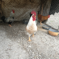 Galli