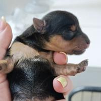 Yorkshire terrier toy