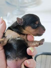 Yorkshire terrier toy