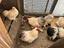 Immagine 6