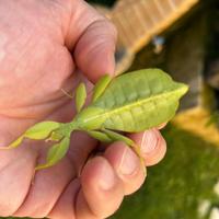 Insetto foglia verde : uova