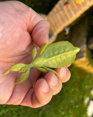 Insetto foglia verde : uova e neatidi L2 L3