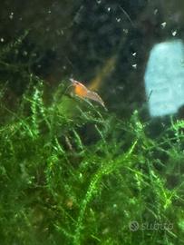 Neocaridine orange medie