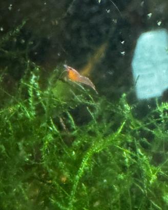 Neocaridine orange medie