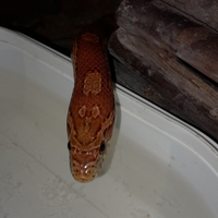 Serpente del grano femmina