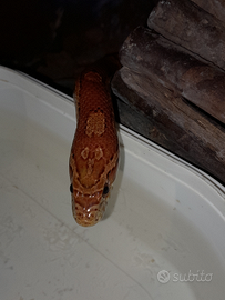 Serpente del grano femmina