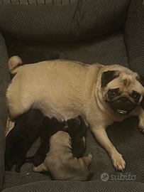 Cuccioli Carlino Pedigree