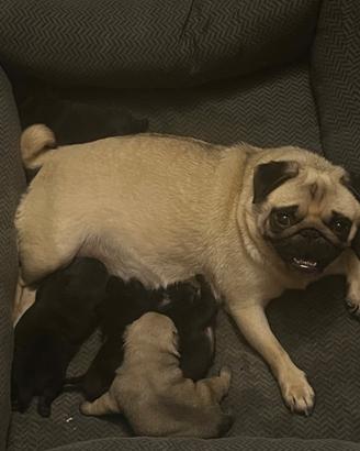 Cuccioli Carlino Pedigree