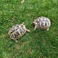 Tartarughe Hermanni baby