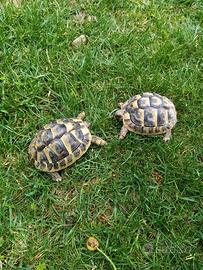 Tartarughe Hermanni baby