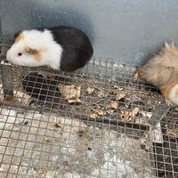 Porcellini dindia belli sani adulti ma giovani