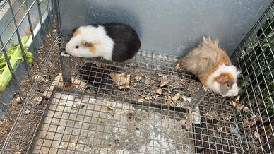 Porcellini dindia belli sani adulti ma giovani