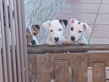 Jack Russell terrier