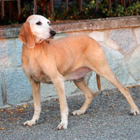 Segugia femmina da caccia