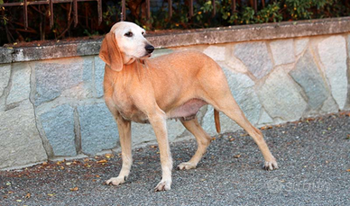 Segugia femmina da caccia