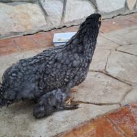 Galline ornamentali.Coppia di Brahma