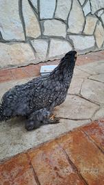 Galline ornamentali.Coppia di Brahma