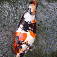 Carpa koi giapponese - showa doitsu