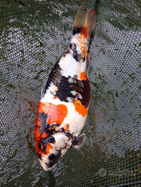 Carpa koi giapponese - showa doitsu