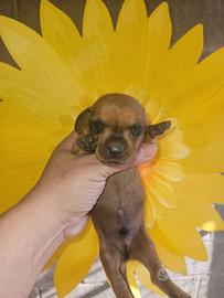 Bassotto kaninchen fulvo