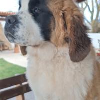 Cane di San Bernardo