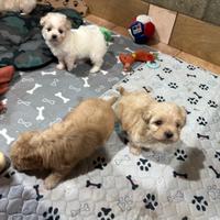 Maltipoo