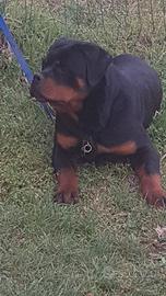 Rottweiler cucciolona