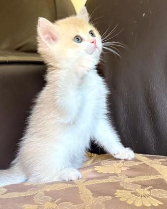Gattino British shorthair , Scottish straight fold