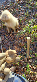 Lagotto Romagnolo