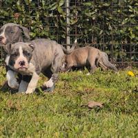 Cuccioli amstaff blu