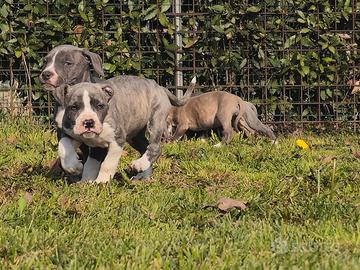 Cuccioli amstaff blu