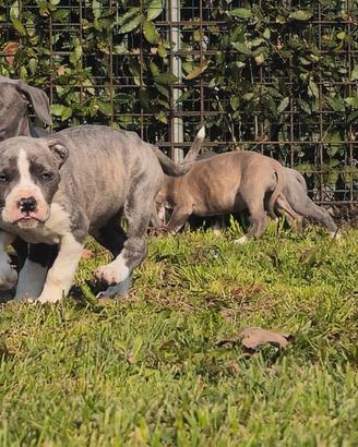 Cuccioli amstaff blu