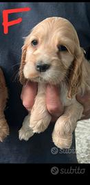 Cocker spaniel