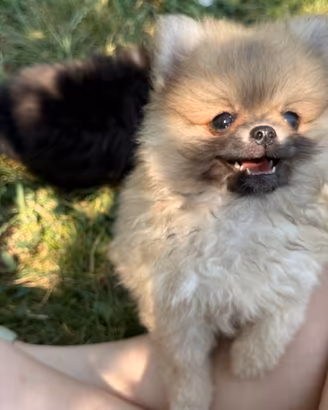 Spitz volpino di pomerania tedesco nano
