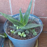 Pianta di Aloe