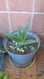 Pianta di Aloe