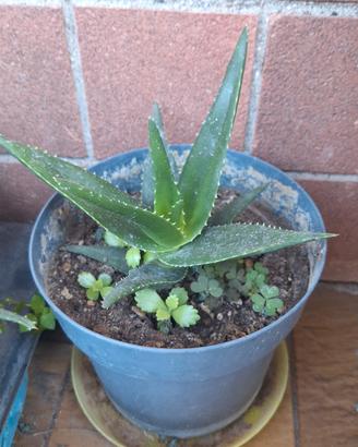 Pianta di Aloe