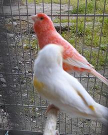 Canarini