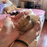 Cuccioli di coniglio