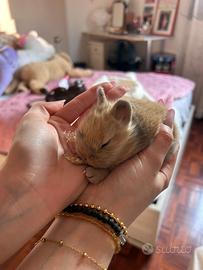 Cuccioli di coniglio