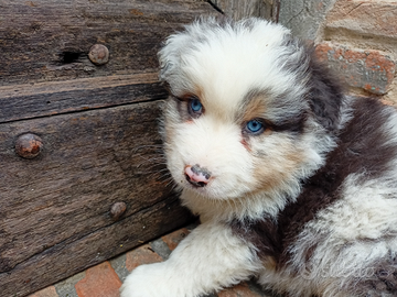 Cuccioli di pastore australiano con pedigree